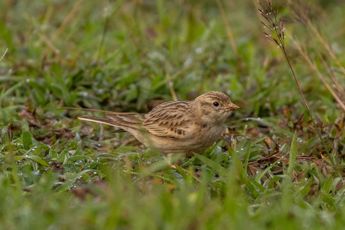 Moğol Bozkır Toygarı - ML646349703