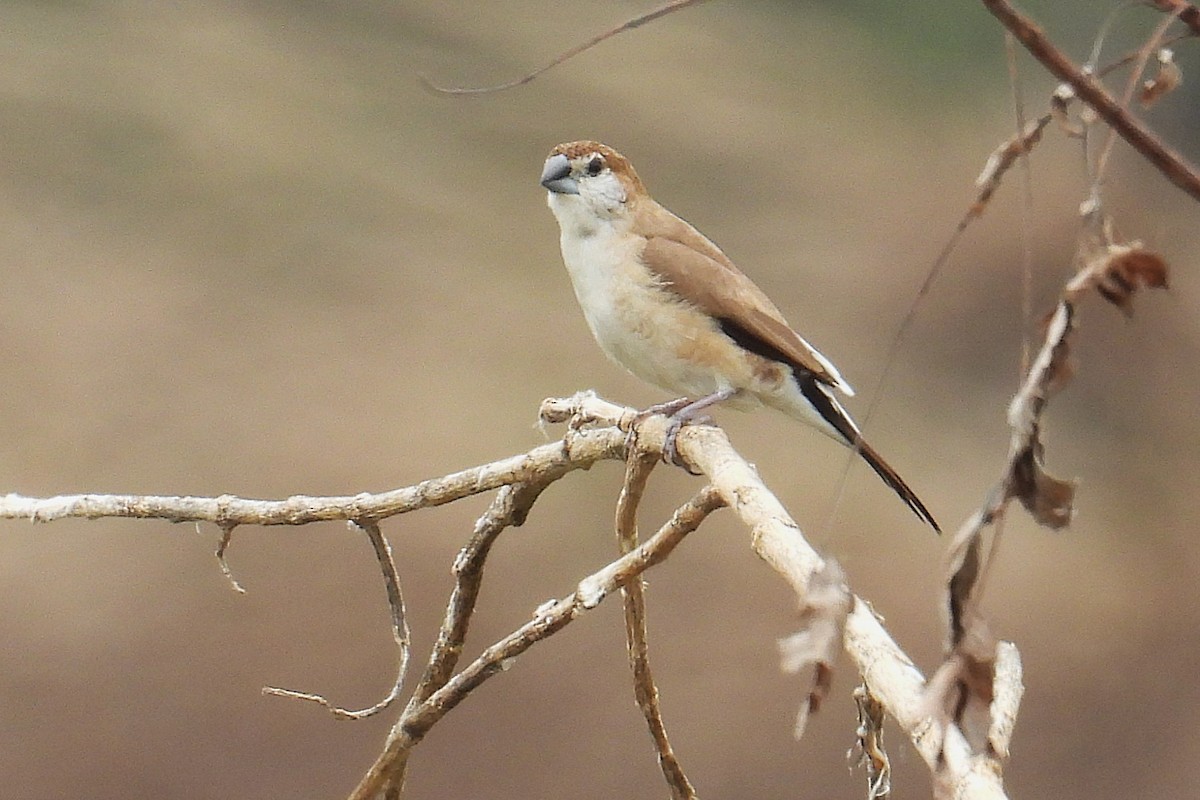 Hint Gümüşgagası - ML646349704