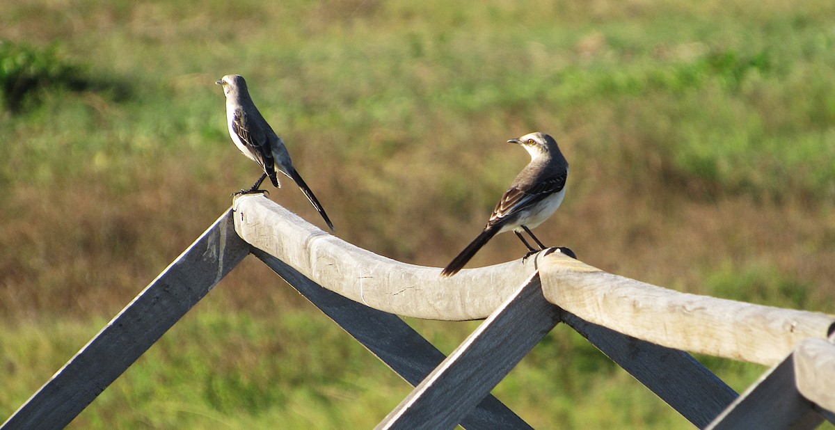 Tropikal Taklitçi - ML646349705