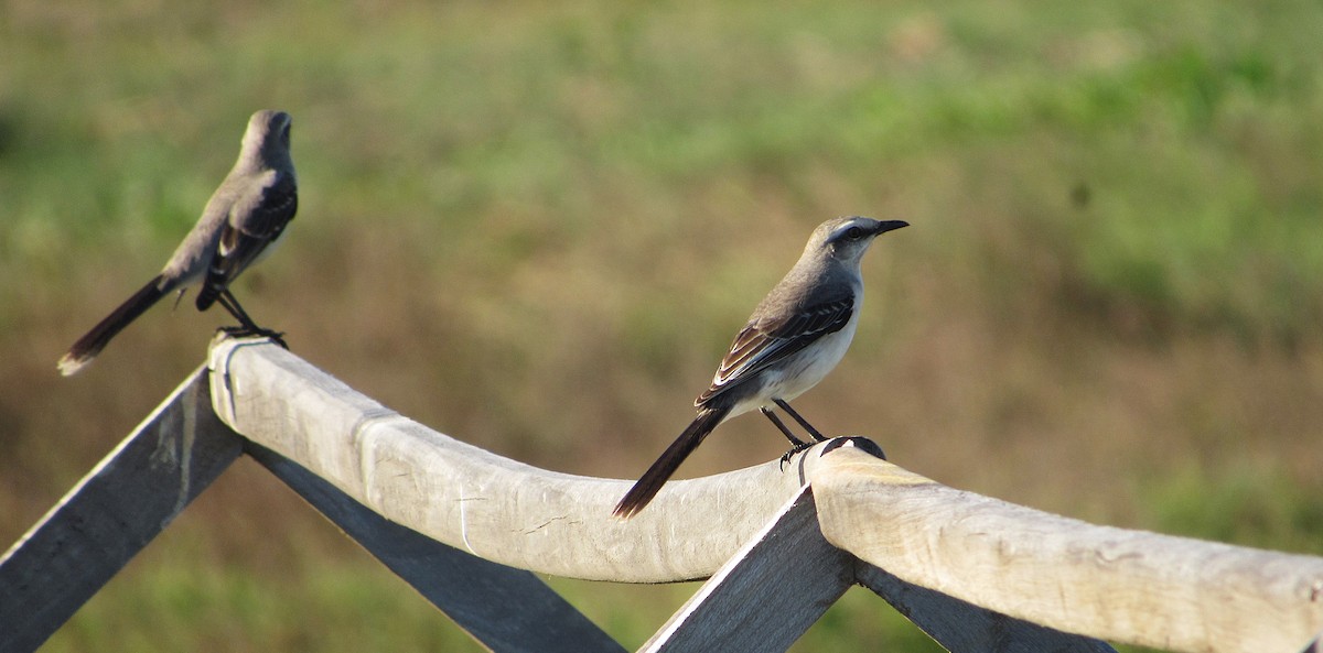 Tropikal Taklitçi - ML646349706