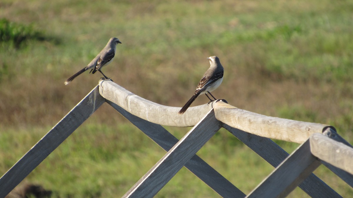 Tropikal Taklitçi - ML646349707