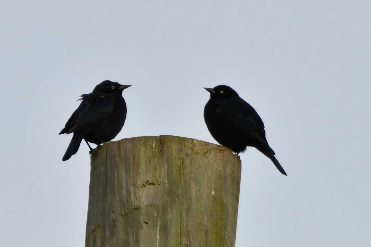 テリムクドリモドキ - ML646349711