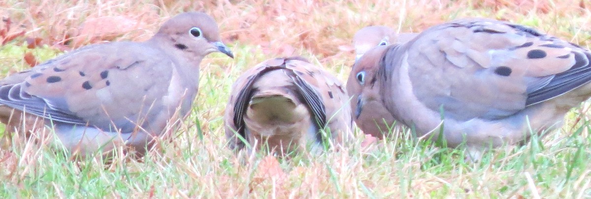 Uzun Kuyruklu Kumru - ML646349712