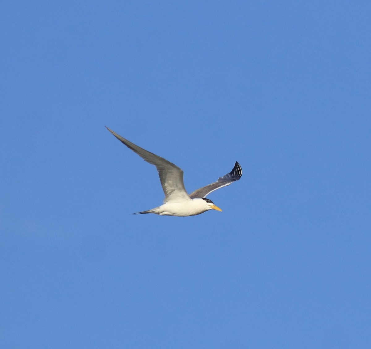 Tepeli Büyük Sumru - ML646349714