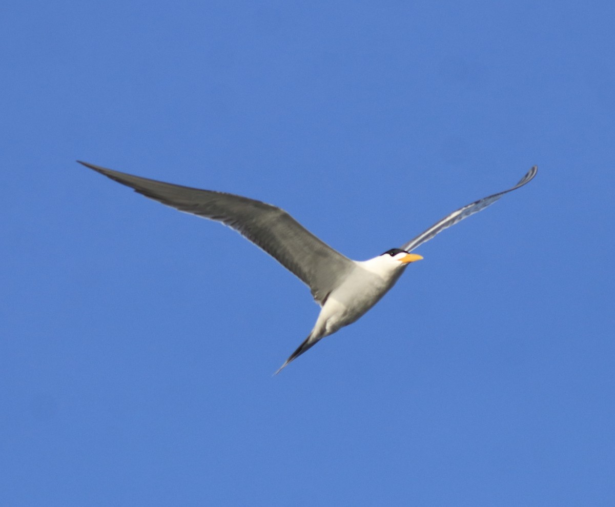 Tepeli Büyük Sumru - ML646349715