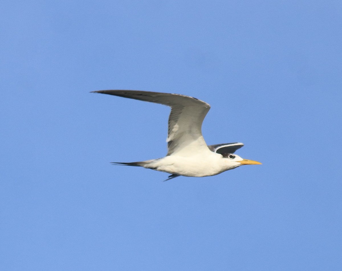 Tepeli Büyük Sumru - ML646349716