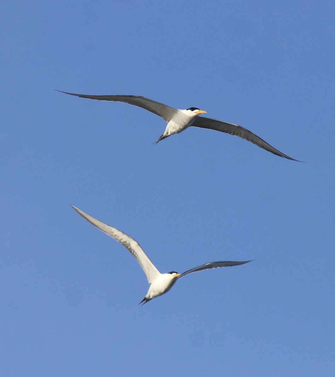 Tepeli Büyük Sumru - ML646349717