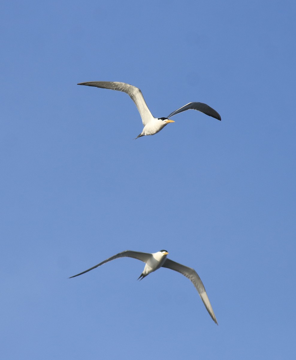 Tepeli Büyük Sumru - ML646349719