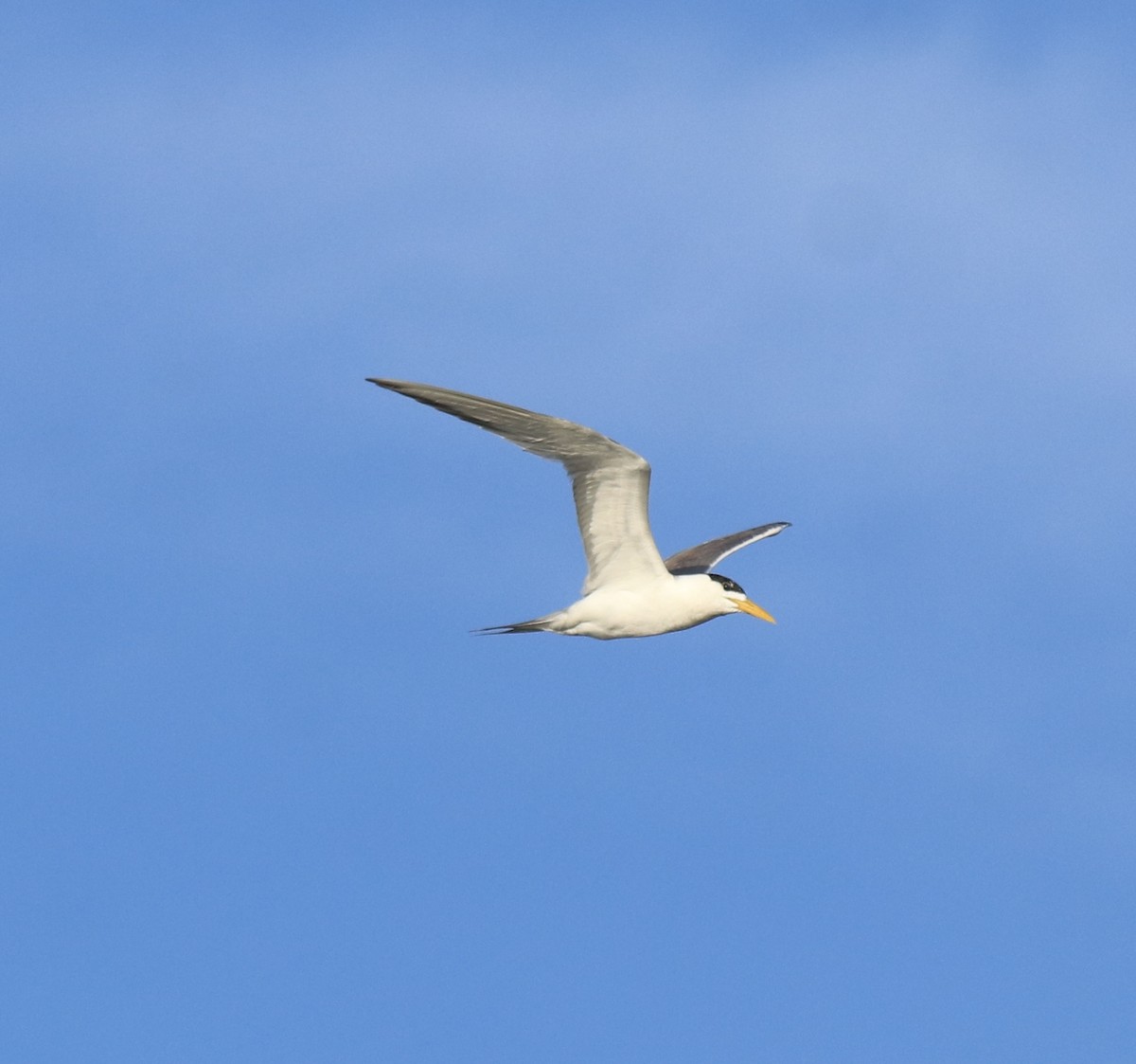 Tepeli Büyük Sumru - ML646349720