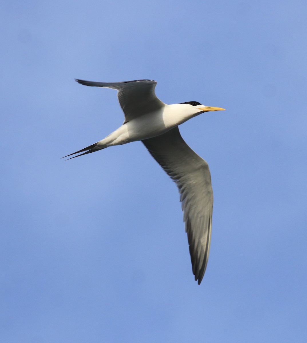 Tepeli Büyük Sumru - ML646349721