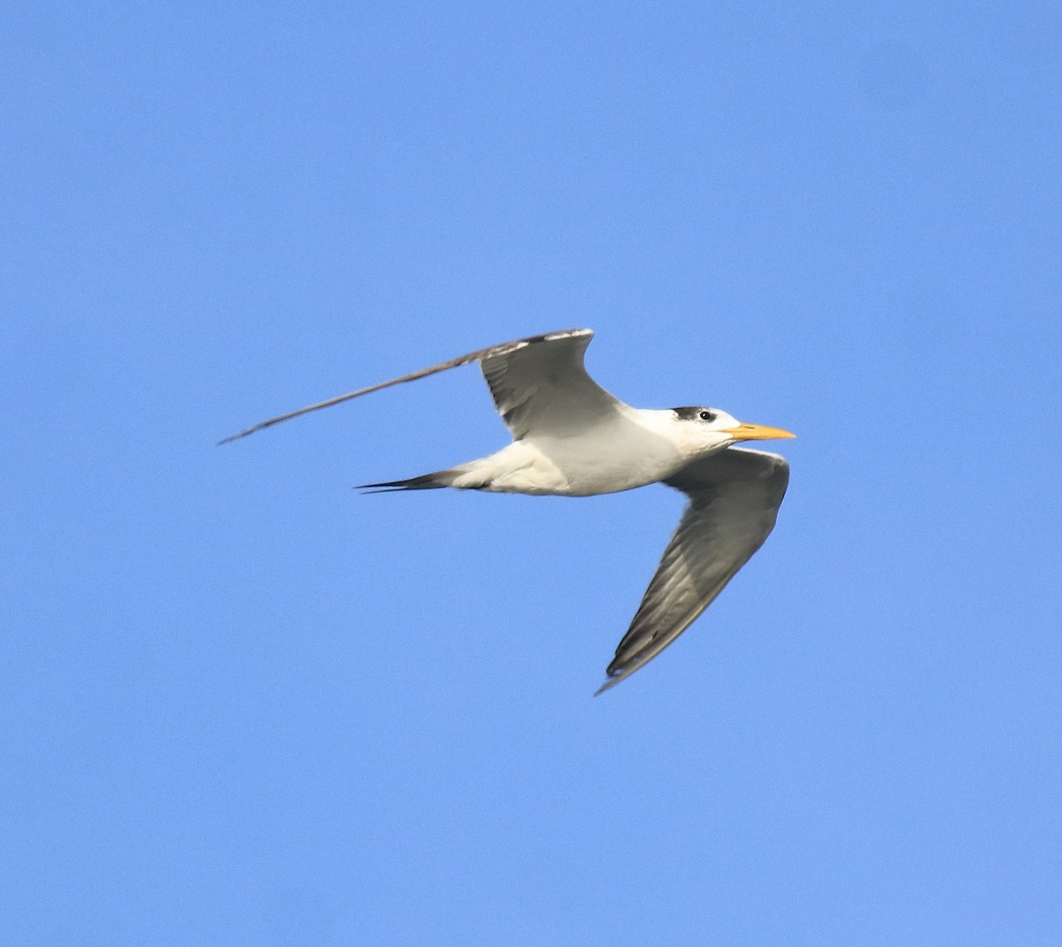 Tepeli Büyük Sumru - ML646349722