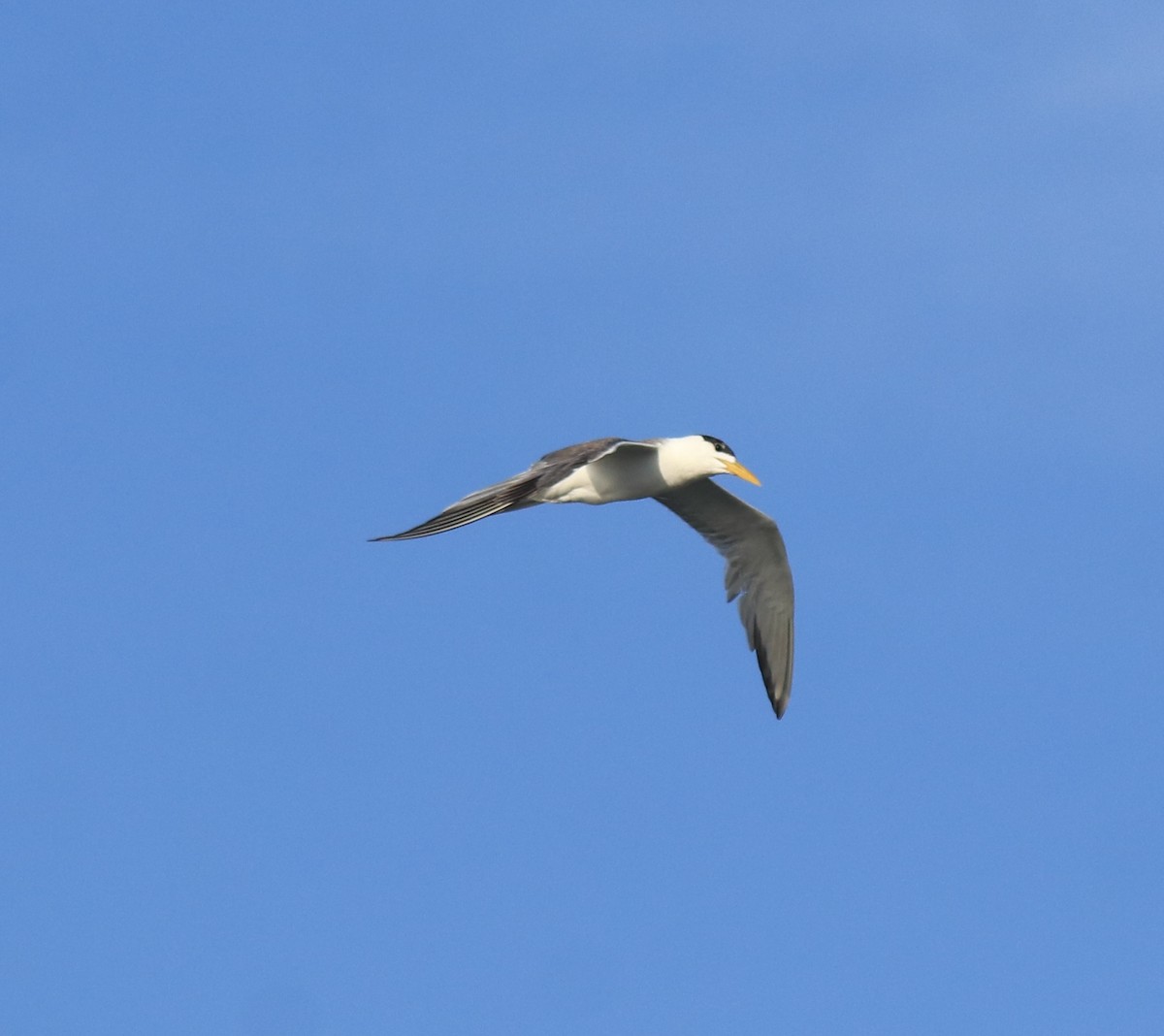 Tepeli Büyük Sumru - ML646349723