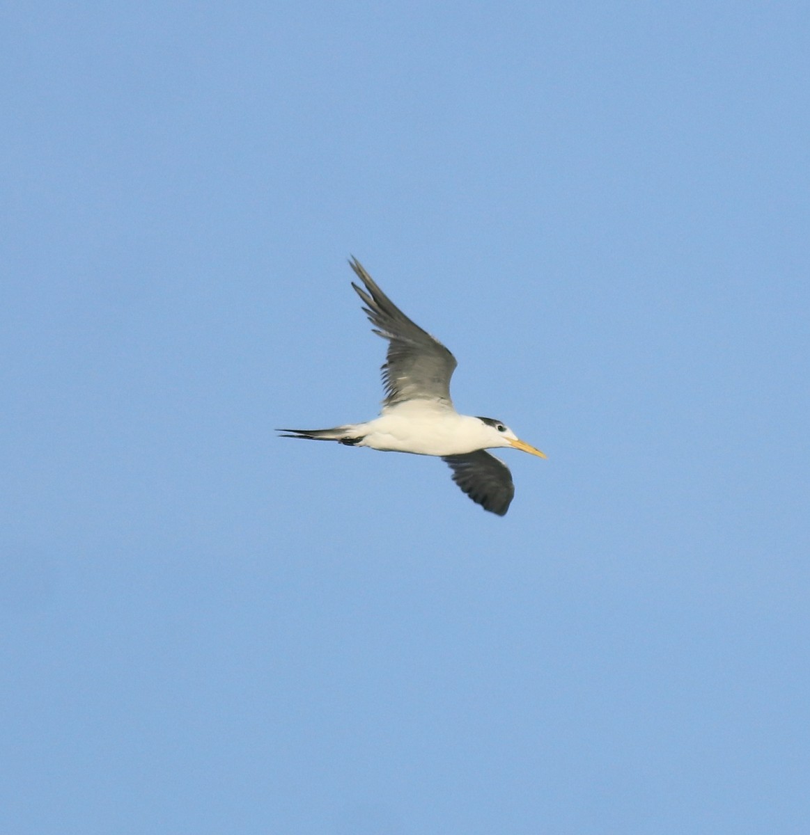 Tepeli Büyük Sumru - ML646349724