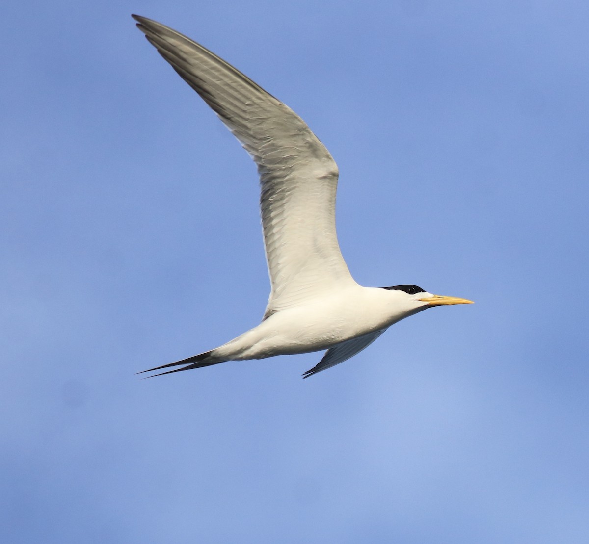 Tepeli Büyük Sumru - ML646349725