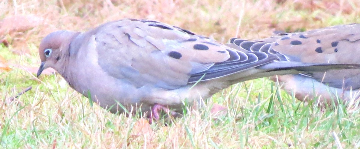 Uzun Kuyruklu Kumru - ML646349726