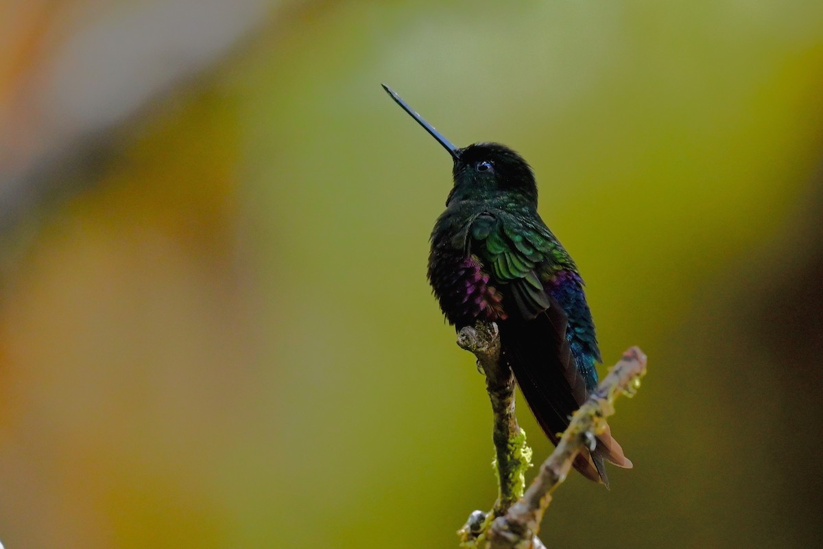 Mor Karınlı Parlakalın - ML646349727