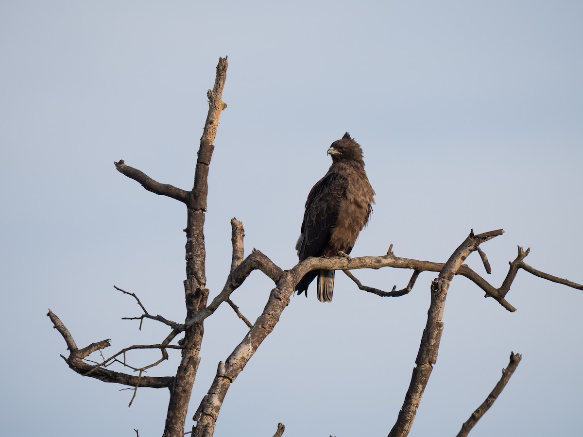 Wahlberg Küçük Kartalı - ML646349729