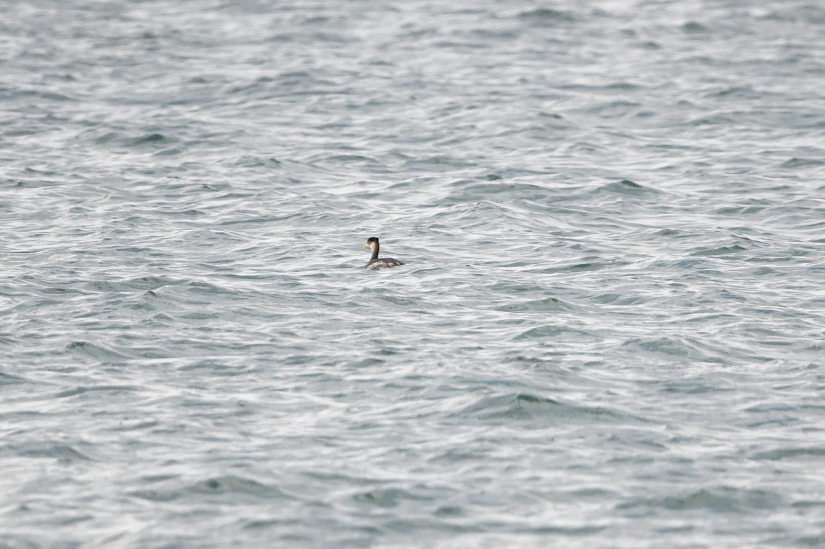 Kızıl Boyunlu Batağan - ML646349732