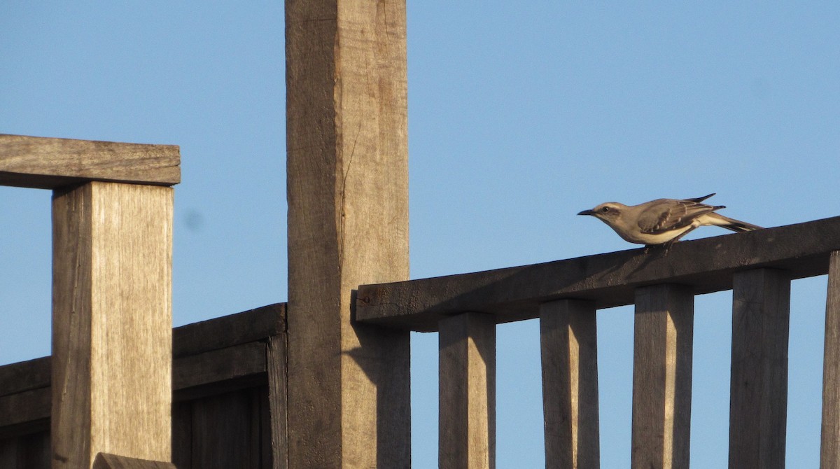 Tropikal Taklitçi - ML646349734