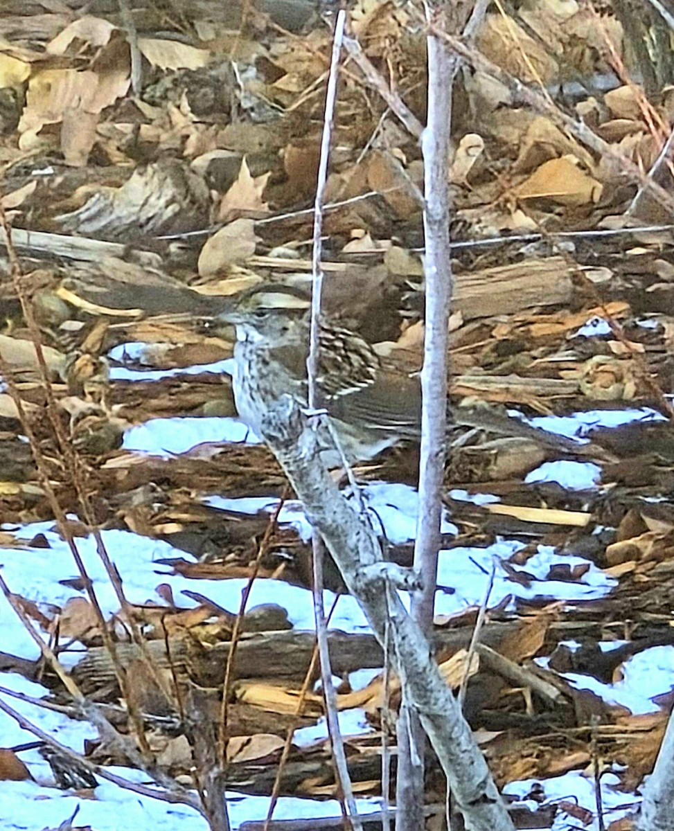 Ak Boğazlı Serçe - ML646349735