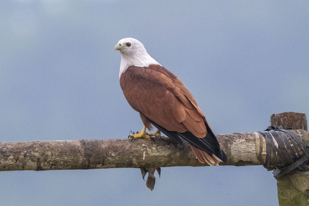 Brahman Çaylağı - ML646349736