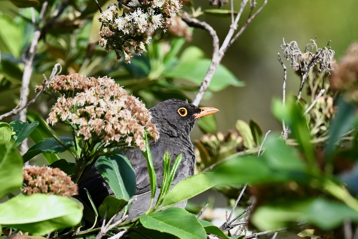 Büyük Ardıç - ML646349740