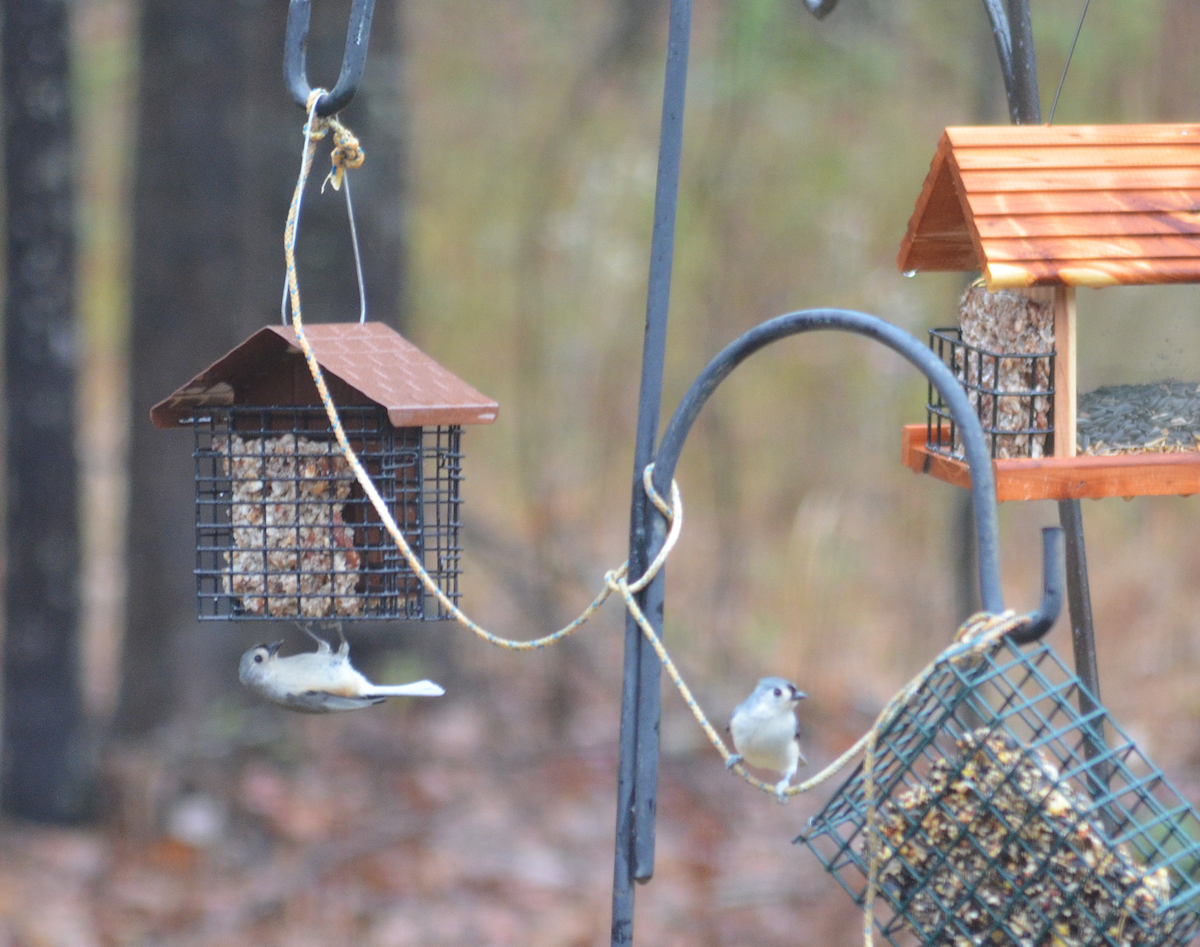 Tufted Titmouse - ML646349741