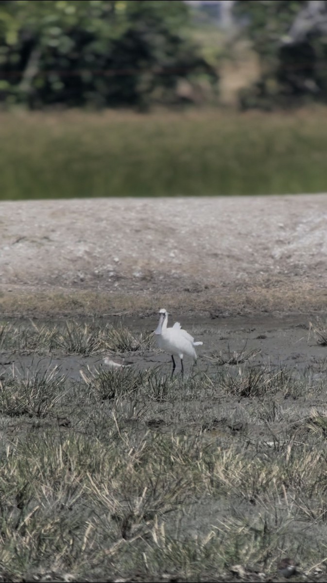 Küçük Kaşıkçı - ML646349742