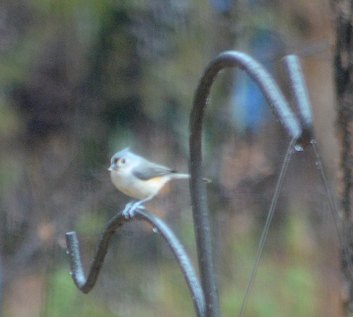 Tufted Titmouse - ML646349744