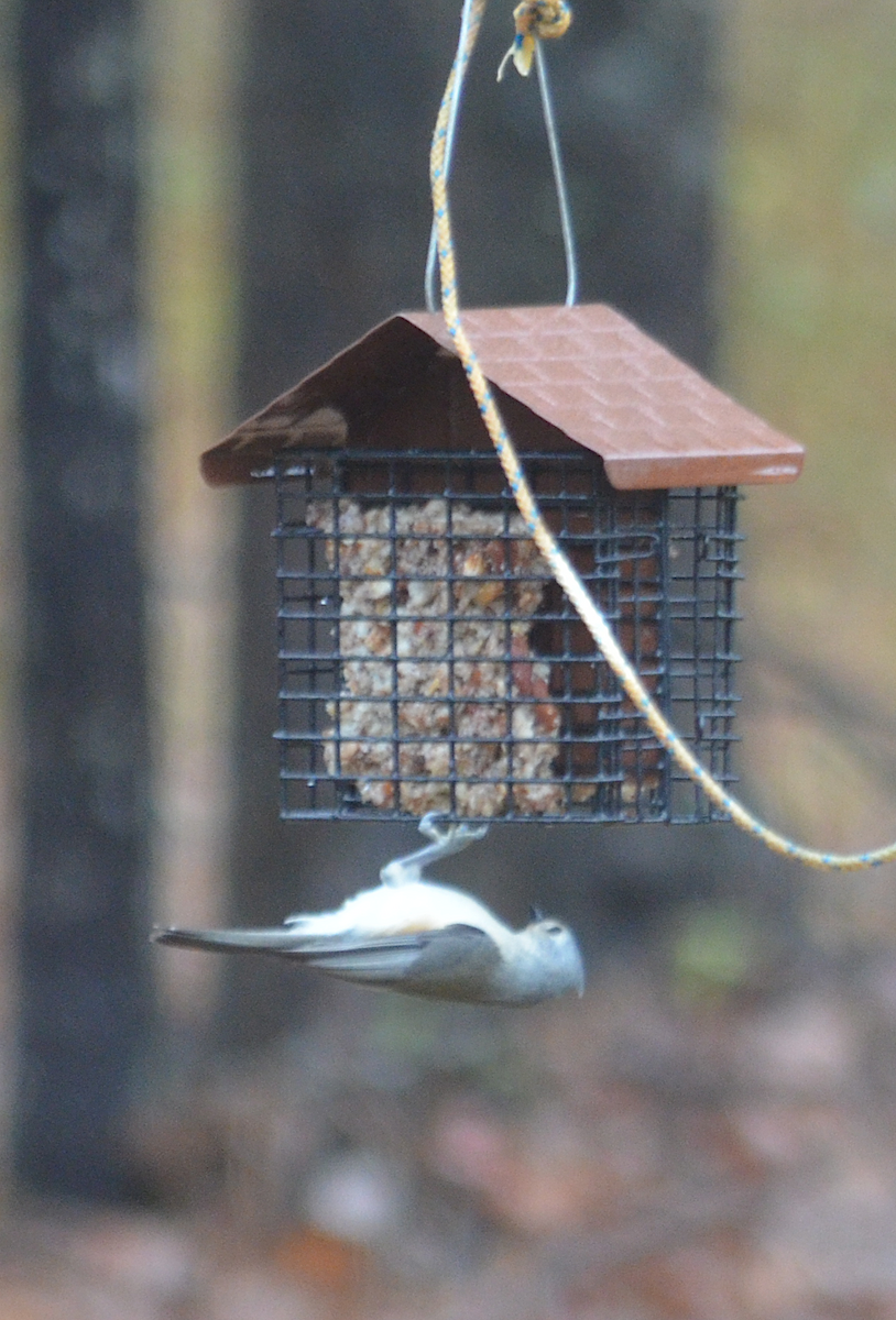 Американская гренадерка - ML646349745