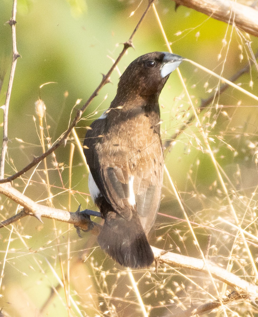 White-rumped Munia - ML646349747