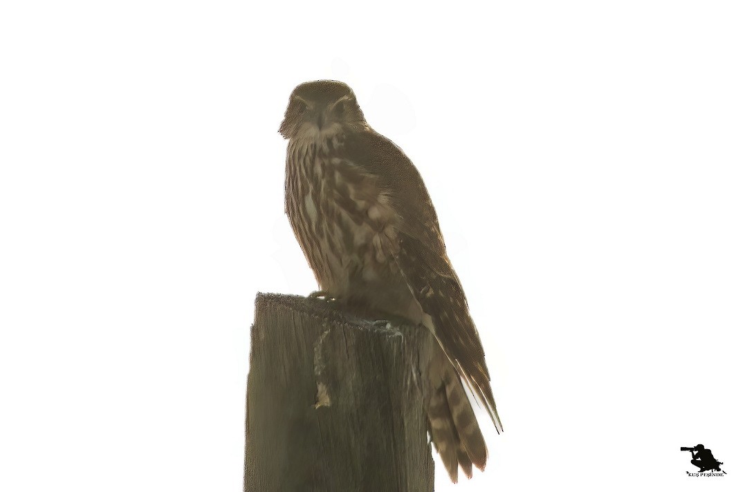 Merlin - ML646349748