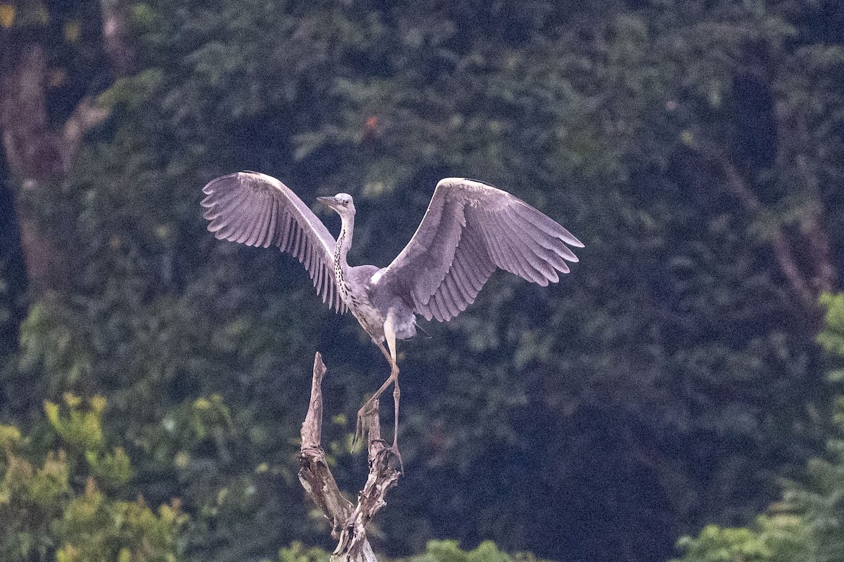 Gray Heron - ML646349750