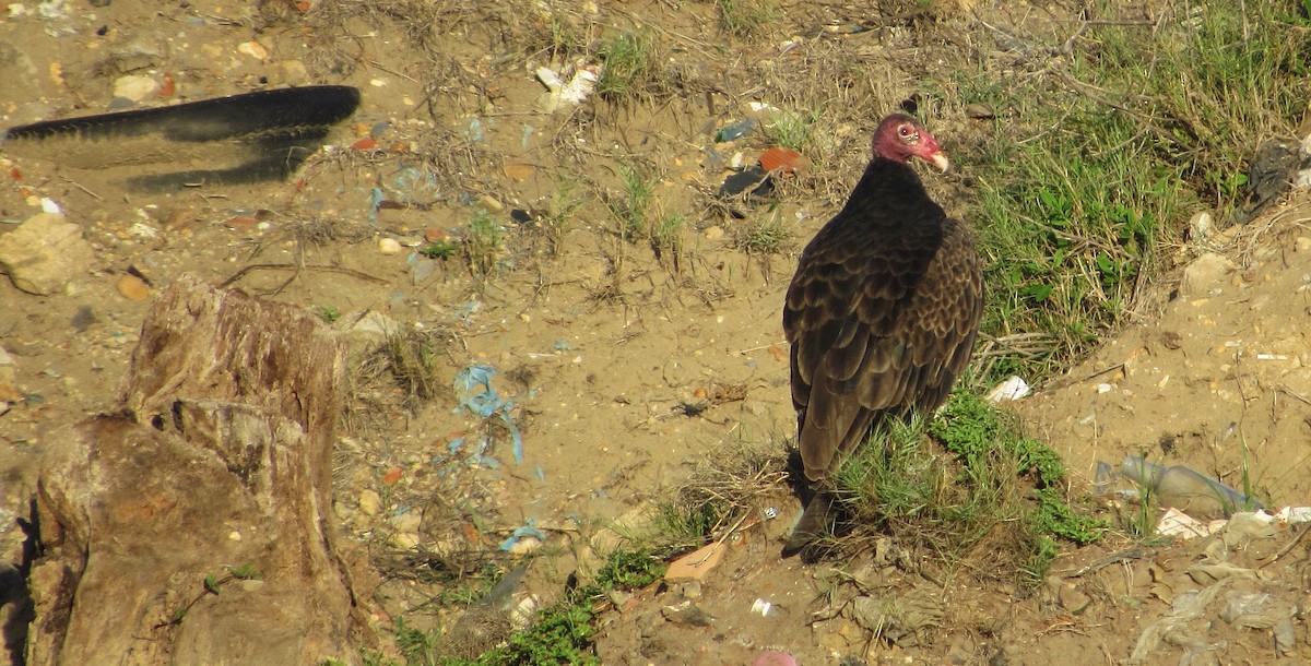 Turkey Vulture - ML646349761