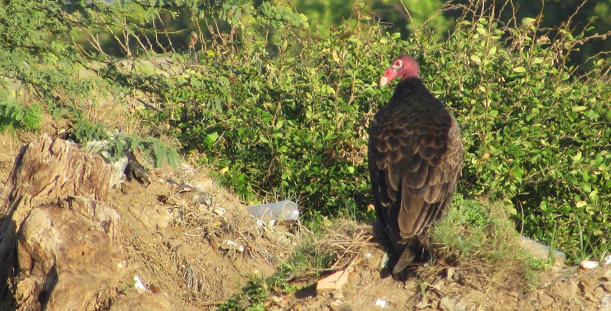 Turkey Vulture - ML646349763