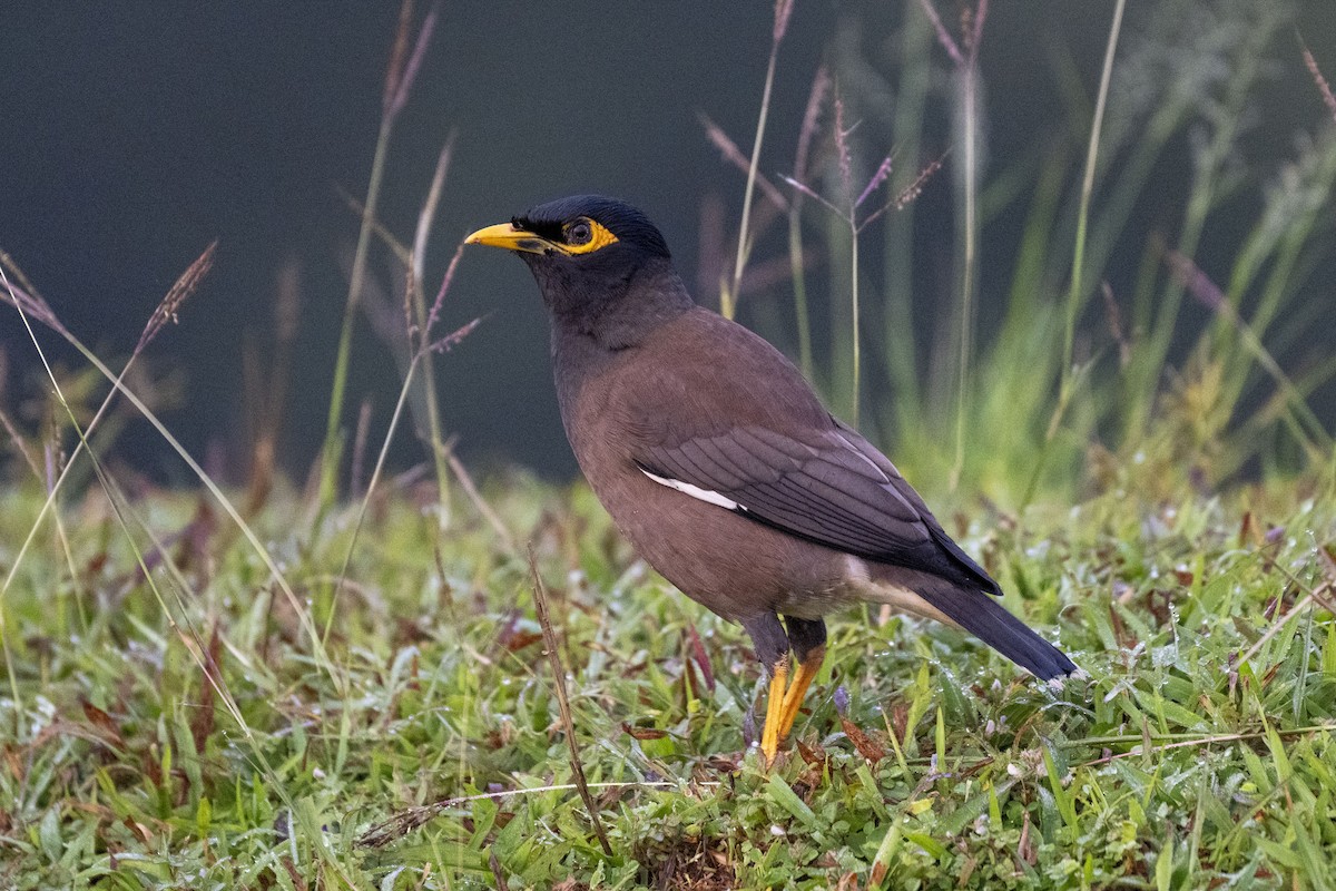 Common Myna - ML646349766