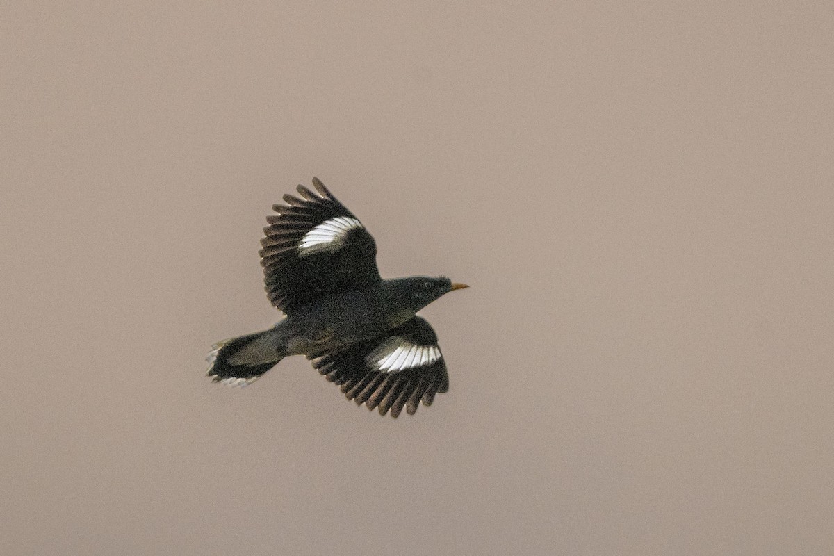 Jungle Myna - ML646349775