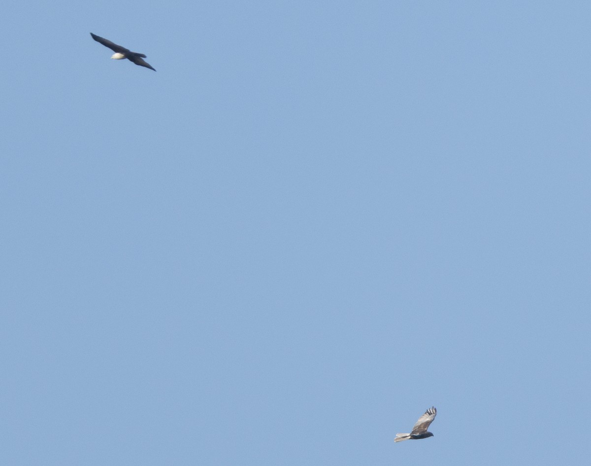 White-eyed Buzzard - ML646349777