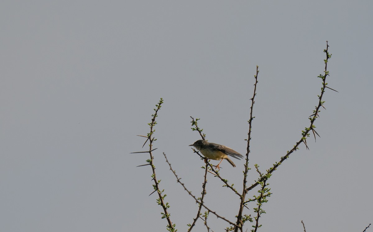 アカオビヒメムシクイ - ML646349779