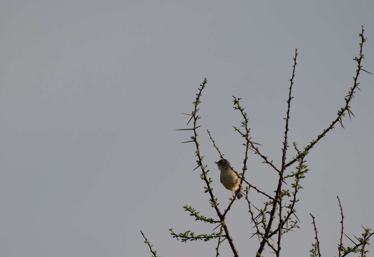 アカオビヒメムシクイ - ML646349780