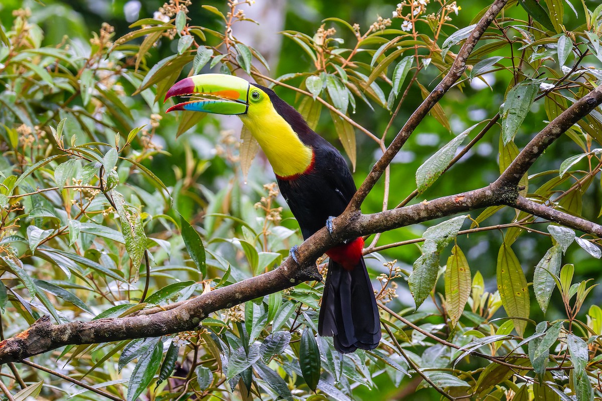 Keel-billed Toucan - ML646349781