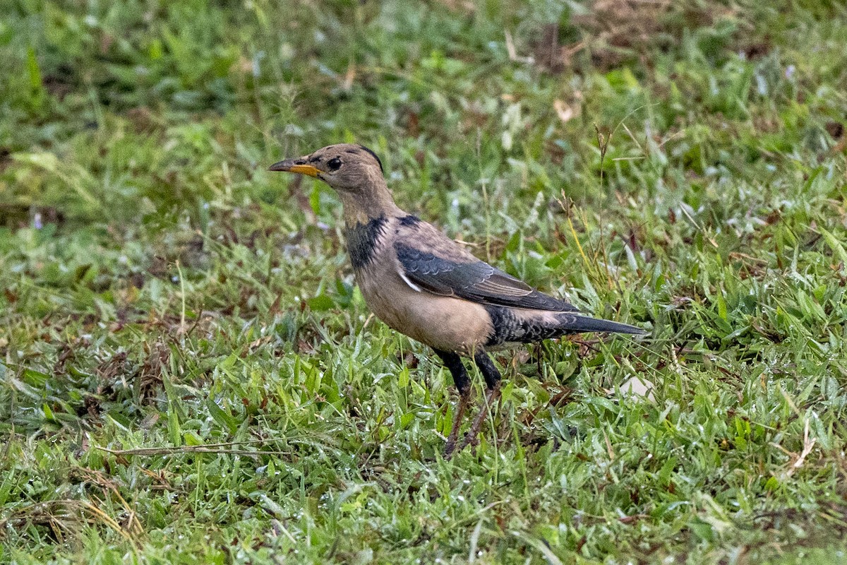 バライロムクドリ - ML646349782