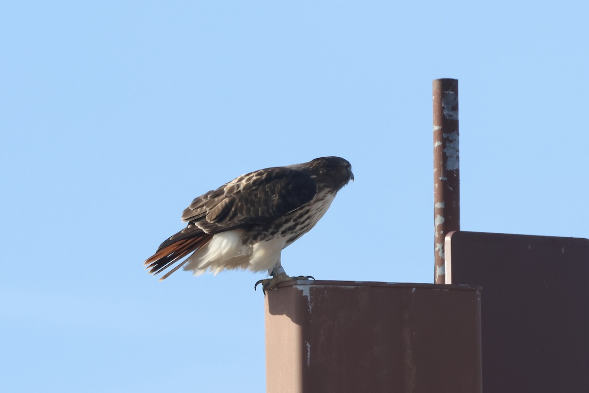 アカオノスリ - ML646349784