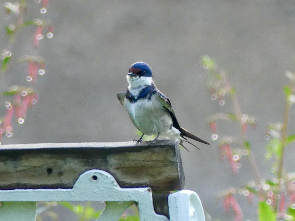 ノドジロツバメ - ML646349787