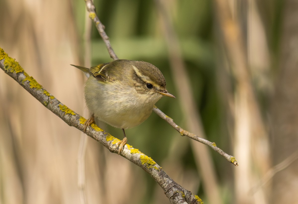 キマユムシクイ - ML646349791