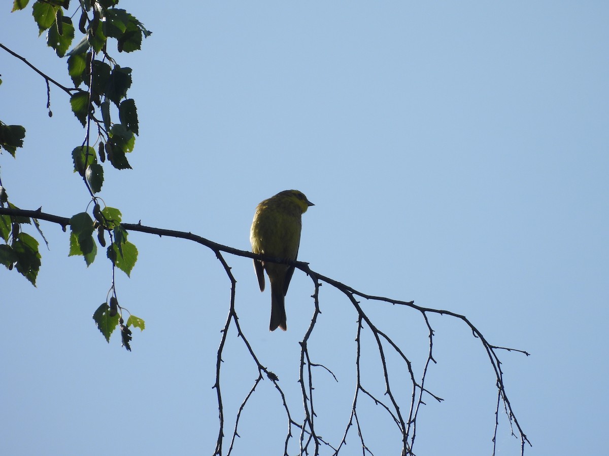 キアオジ - ML646349792