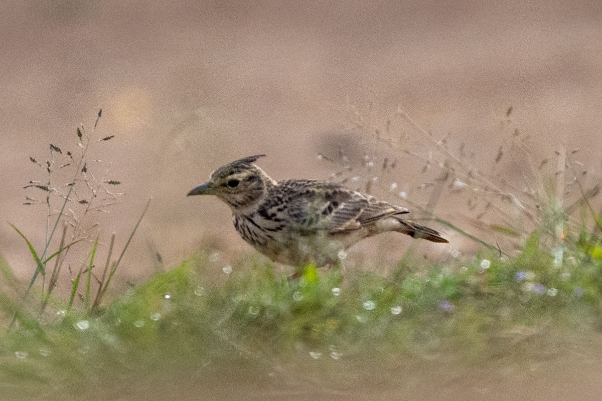 マラバルカンムリヒバリ - ML646349793