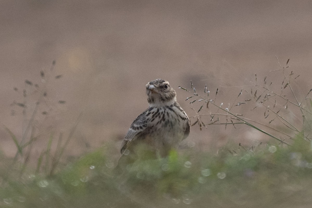 マラバルカンムリヒバリ - ML646349795