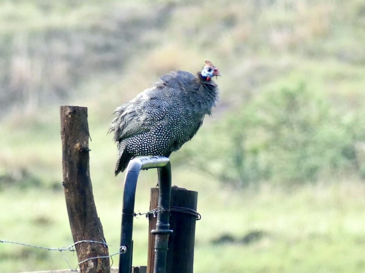 ホロホロチョウ - ML646349796