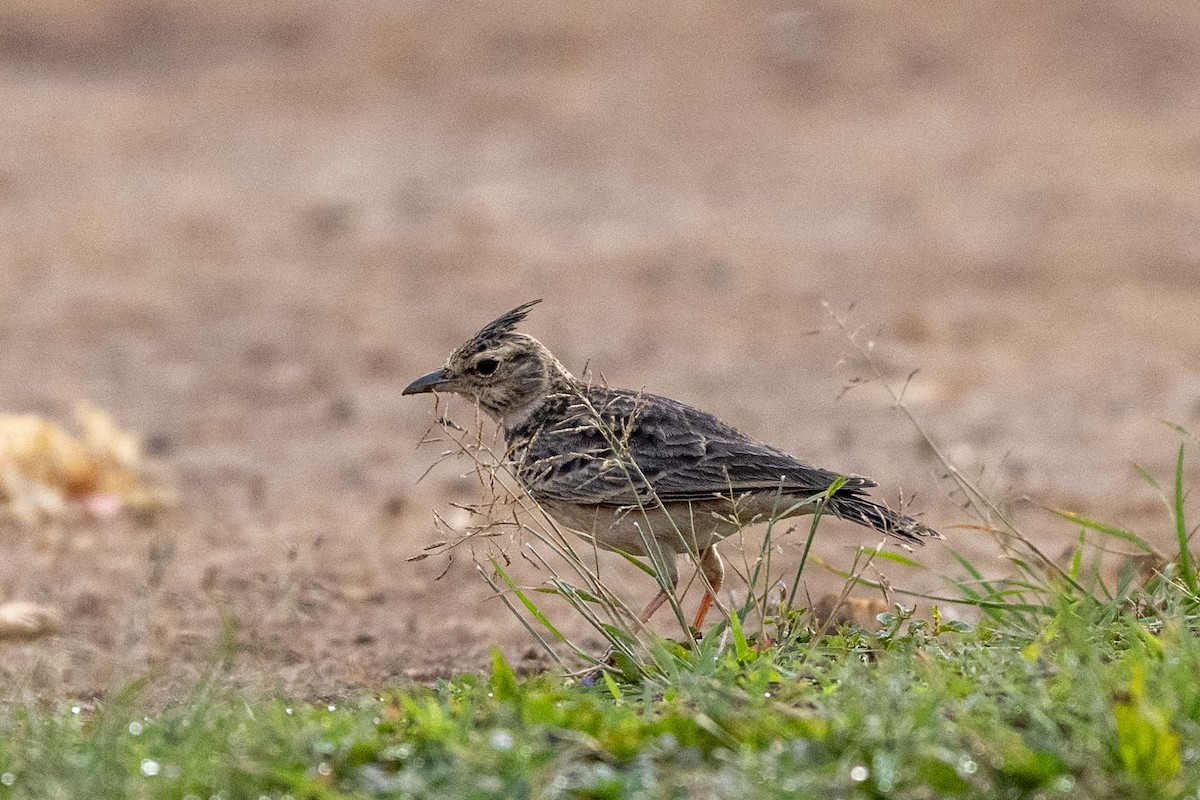 マラバルカンムリヒバリ - ML646349798